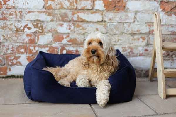 Navy velvet dog bed small medium large